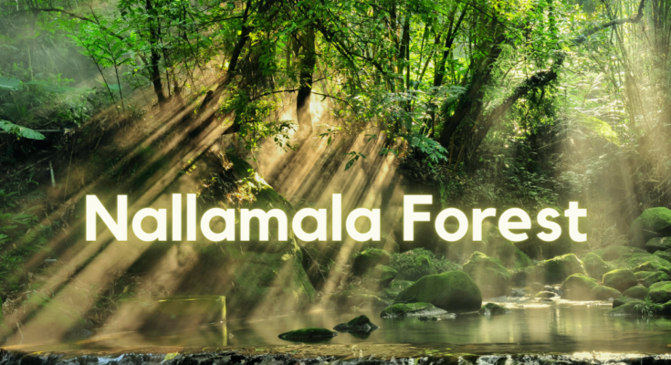 Nallamala Forest